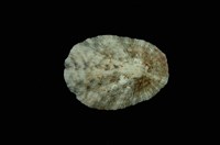 藏品(花笠螺)的圖片